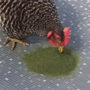 Susz mączka z lucerny dla kur