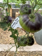 Pomidor Ananas Blue kolekcjonerskie nasiona