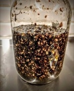 Żywokost do ekstrakcji octowej 0.4 kg ambro