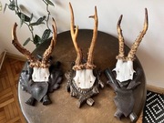 Poroża 3 sztuki Kozioł Poroże 