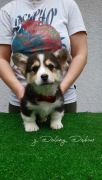 Welsh corgi pembroke FCI 