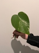 Monstera Variegata sadzonka w trakcie ukorzeniania