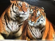 fototapeta flizelinowa z motywem zwierzęcym