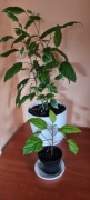 Hibiskus variegata rzadka odmiana + gratis zielistka 