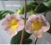 Achimenesy MM's Mihail kłącze 