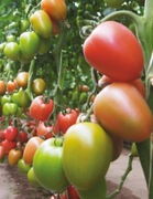 Pomidor Kongo F1 firmy Clause 5 nasion malinowa śliwka wysoka trwałość