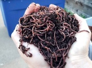 Dżdżownice kalifornijskie Eisenia fetida 500 szt.