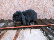 Roczny samiec baran francuski niebieski