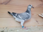 Młody po Oryg A&W Drapa super Kitttel 264 x Greipel