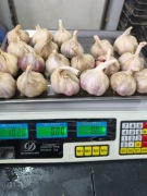 Czosnek Polski Harnaś 1 kg.