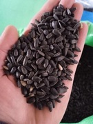 Słonecznik czarny 10kg karma dla ptaków zimujących pokarm do karmnika