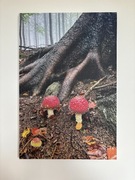 Foto- Obraz amanita muscaria - muchomor czerwony 60x40