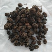 Szyszki olchy czarnej 100szt