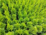 Super Wyprzedaż! Tuja Szmaragd - 55-60 cm!