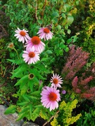 Jeżówki wysokie sadzonki