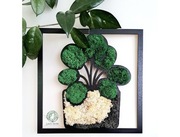 Prezent do domu, kwiat pieniążek, dla babci i dziadka, kwiatek dla babci