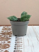 Hoya Lacunosa Snow Caps SADZONKA UKORZENIONA ze zdjęć