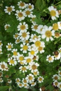 Złocień maruna (Tanacetum parthenium -sadzonka