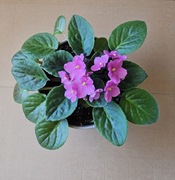 Fiołek afrykański różowy, Sępolia, duża roślina z kwiatami