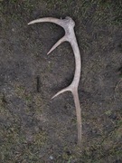 Poroze jelnia sprzedam