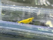 Krewetki Yellow Neon | Krewetki akwariowe