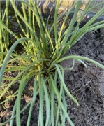 Szczypiorek siedmiolatka