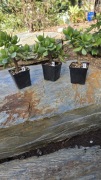 Grubosz Crassula arborescens Hulk 