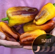 Papryka Blot,Ajvarska,Python,Kasia,130 nasion