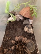 Peperomia ferreyrae Happy Bean idealna do drobnych zwierząt