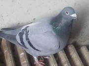 Sprzedam młode gołębie pocztowe - Śląsk - tel.691-240-880