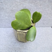 Hoya kerrii hoja kerri 