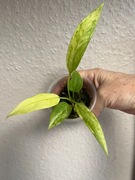 Anthurium Wittarifolium Variegata