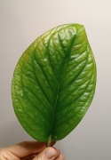 Monstera pinnatipartita sadzonka cięta 