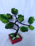 Drzewko bonsai mech chrobotek prezent 