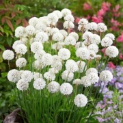 Armeria Pseudarmeria Ballerina White bylina wieloletnia sadzonka 