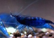 Rybki do akwarium -Krewetki Blue Velvet Niebieskie