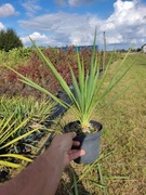 Juka gloriosa (Yucca gloriosa) wyjątkowa i odporna roślina C1,5