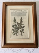 Antyczny Miedzioryt 1563 Rycina Botaniczna Oryginalny XVI Wiek Wenecja