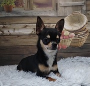 Chihuahua krótkowłosy samiec