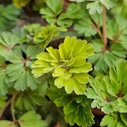 Kokorycz wzniesiona / Corydalis elata Golden Spinner