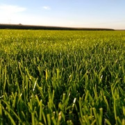 DarTraf  Trawa z rolki, Producent , Mazowieckie