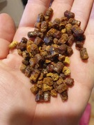 Bomba Witaminowa-pierzga pszczela 100g- odporność 2025