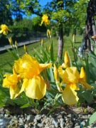 Irys bródkowy żółty kłącze