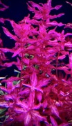 Rotala Macrandra Variegated, sadzonka ok. 10 cm, hodowla podwodna