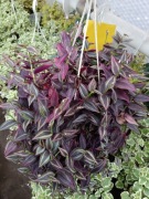 trzykrotka zebrina burgundy doniczka wisząca 