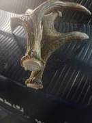 Zrzuty łosia para od jednego osobnika 