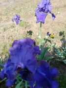 Irys-Fays Oskar-kłącze