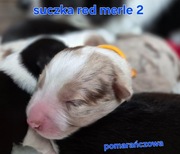 Szczeniak suczka border collie red merle ZKWP FCI