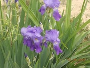 Irys bródkowy, 1 sztuka, kopana.