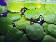 Limnobium roślina pływająca